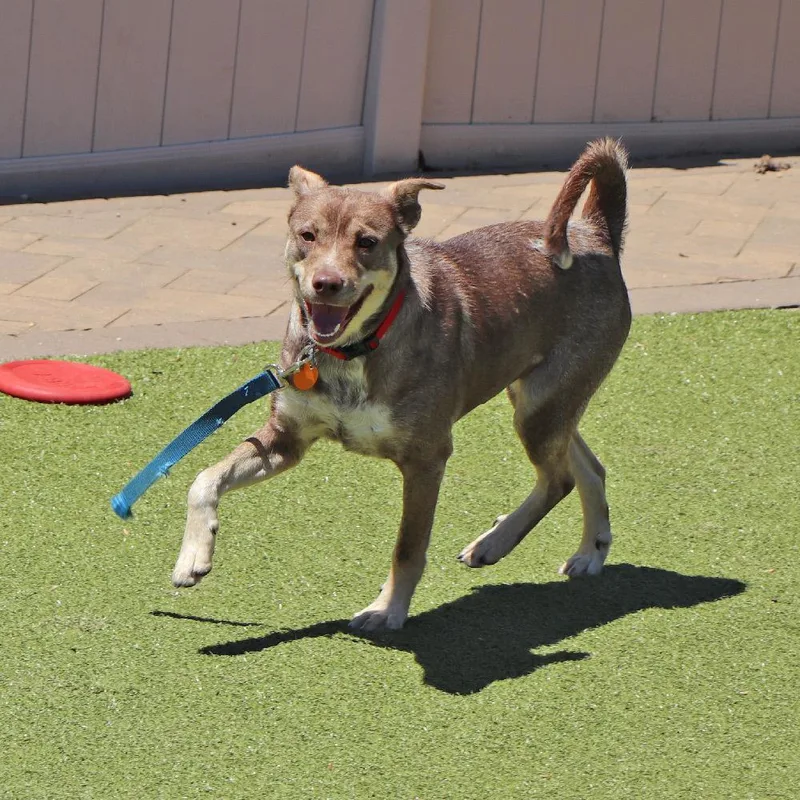 A young medium-sized female Mixed Breed dog named Ginger for adoption in Port Washington, NY