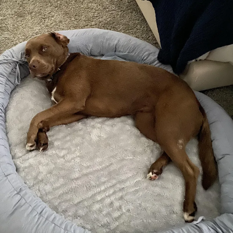 A young medium-sized female Brown / Chocolate Chocolate Labrador Retriever dog named Stormy for adoption in Kalamazoo, MI