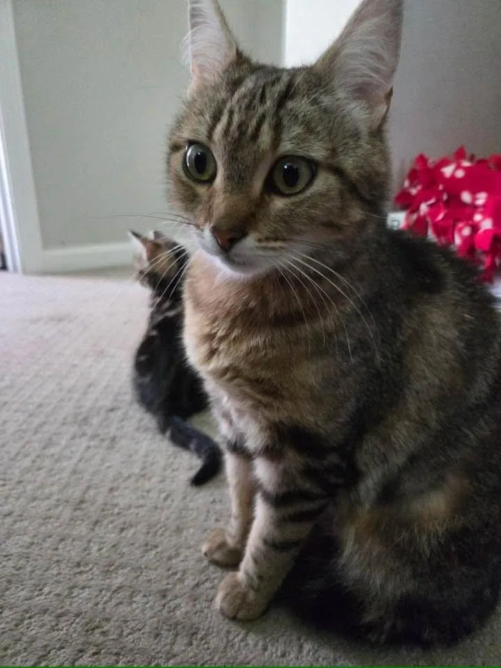 A young medium-sized female Tabby (Buff / Tan / Fawn) Domestic Short Hair cat named Sedona for adoption in Portland, ME