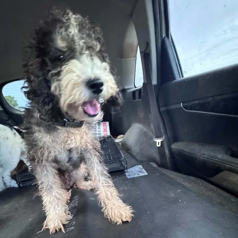 An adult small-sized female Poodle dog named Frankie for adoption in Odessa, TX