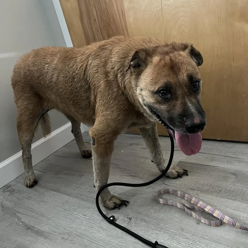 An adult large-sized female Yellow / Tan / Blond / Fawn Black Mouth Cur dog named Maisie for adoption in Richmond Hill, GA