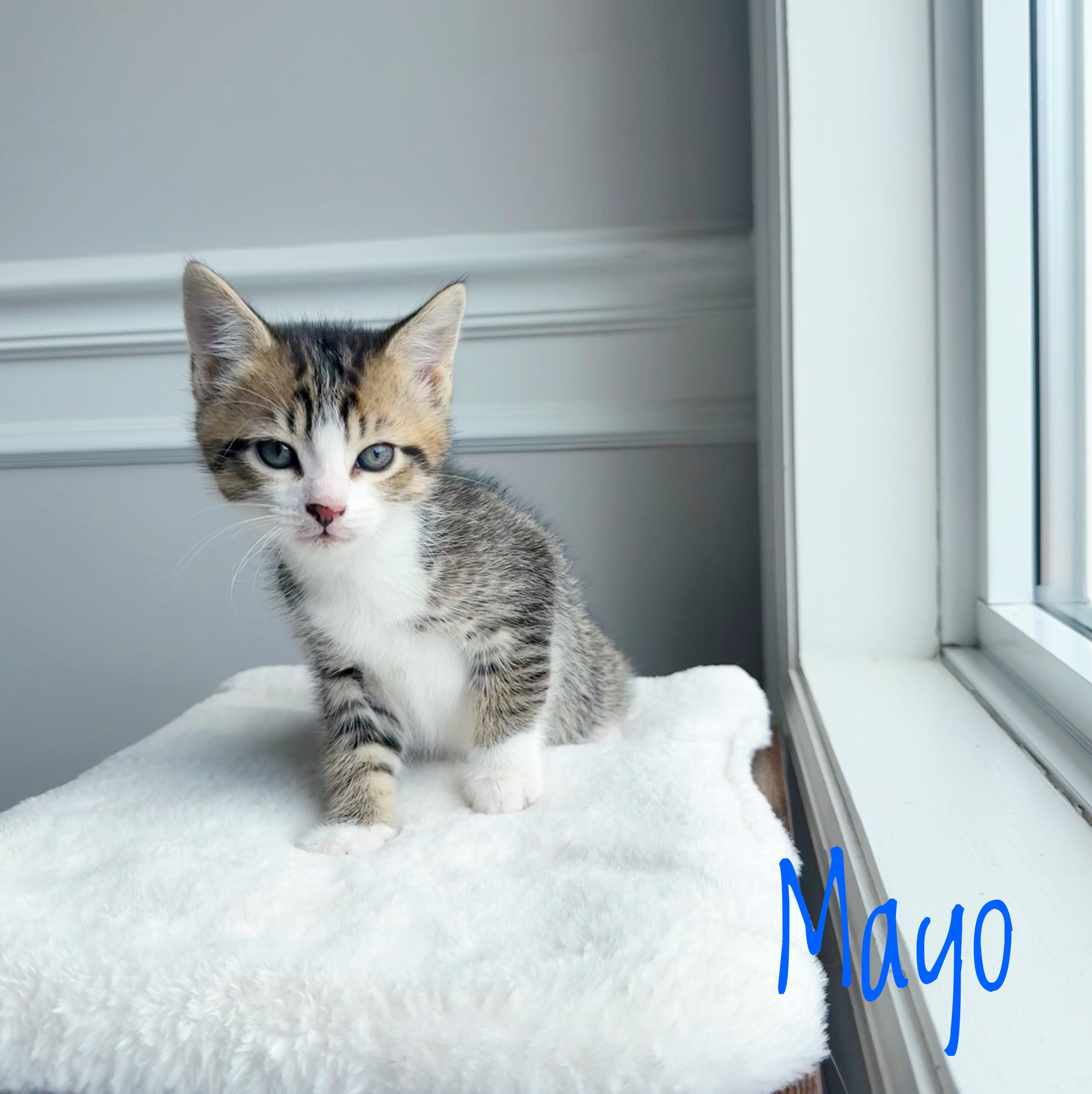 A baby medium-sized male Tabby (Brown / Chocolate) Domestic Short Hair cat named Mayo for adoption in Bethel, OH