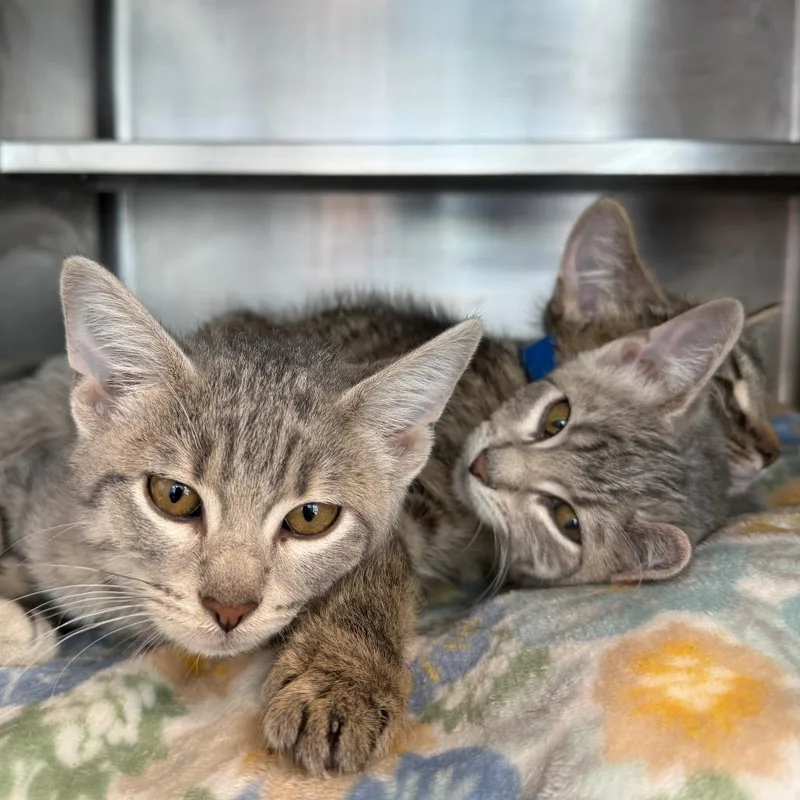 A baby small-sized male White Domestic Short Hair cat named Mira for adoption in Chicago, IL