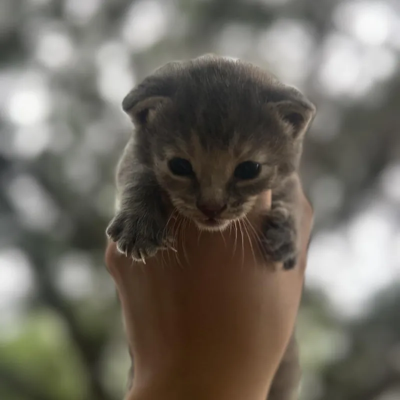 A baby small-sized male Gray / Blue / Silver Domestic Short Hair cat named Parker for adoption in Edinburg, TX