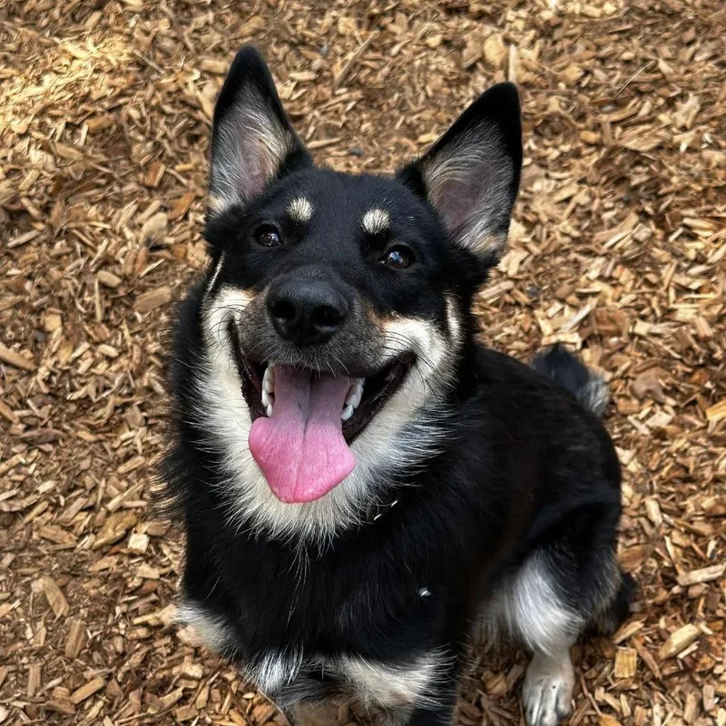 A young medium-sized female Black Mixed Breed dog named Clover for adoption in Tacoma, WA