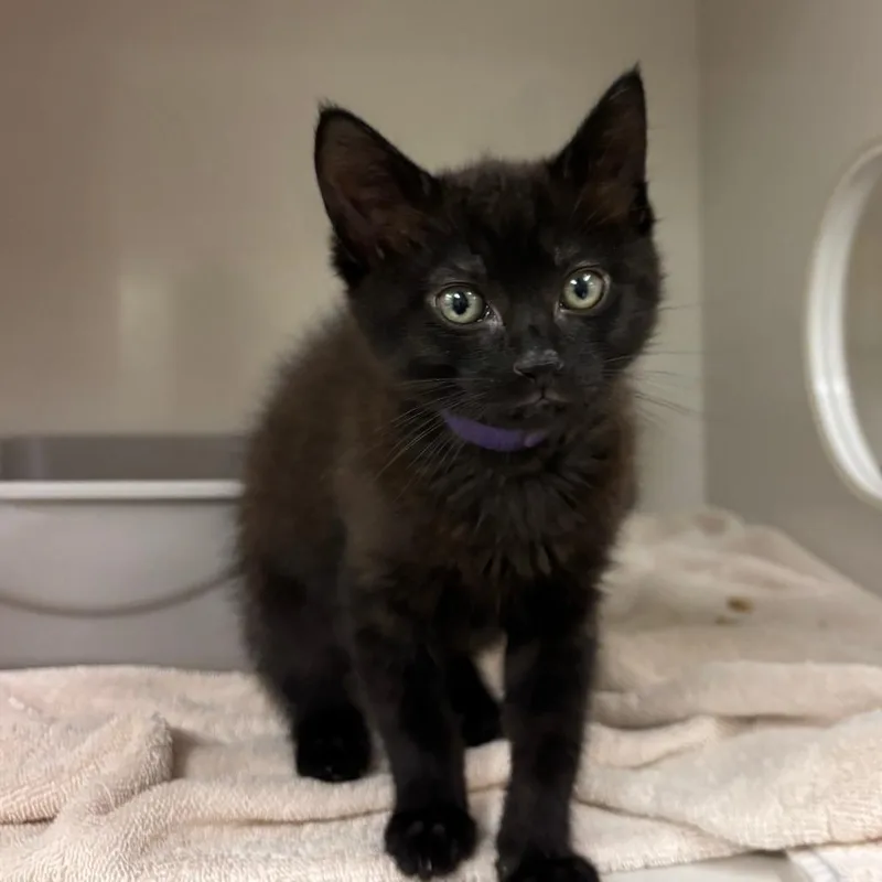 A baby small-sized male Black Domestic Short Hair cat named Billy for adoption in Redwood City, CA