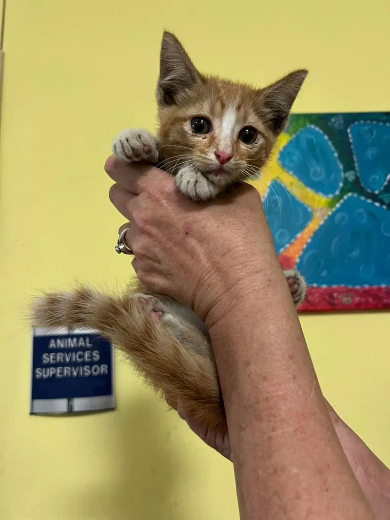 An adult small-sized male Orange / Red Domestic Medium Hair cat named Tundra for adoption in Rockwall, TX
