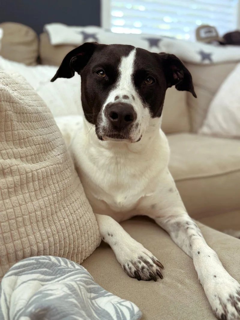 An adult large-sized female American Staffordshire Terrier dog named Luna for adoption in Arlington, VA
