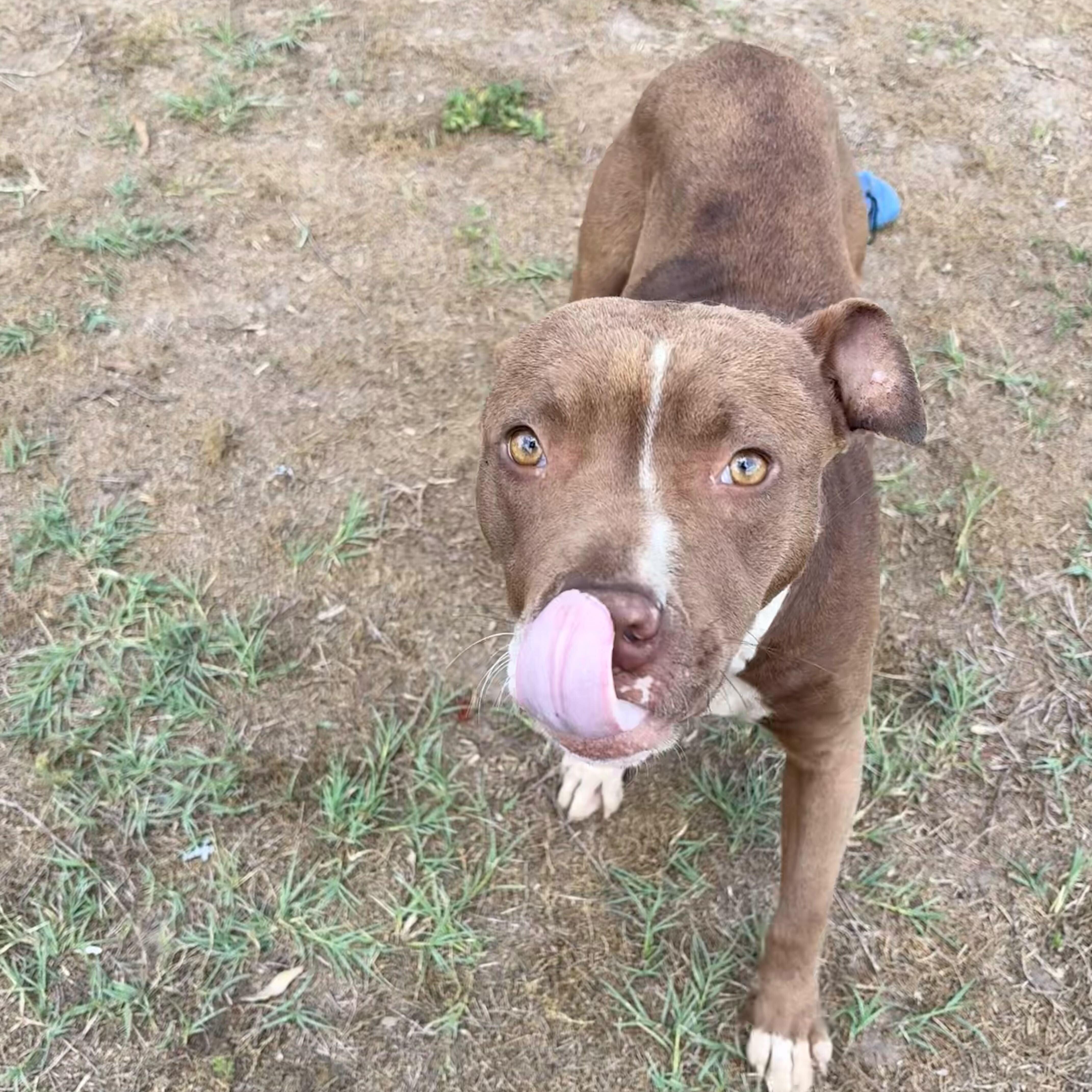 A young medium-sized female Brown / Chocolate Pit Bull Terrier dog named Sprinkle for adoption in Valdosta, GA