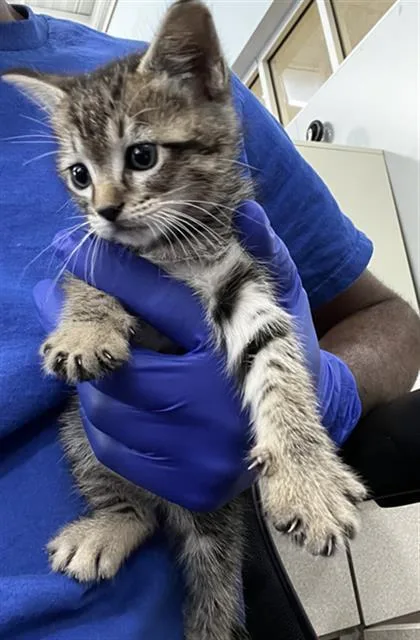 A baby medium-sized female Domestic Medium Hair cat named Willow for adoption in Dallas, TX
