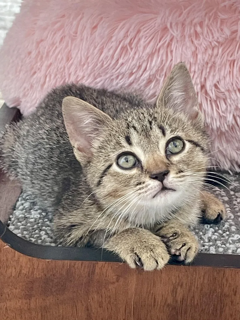 A baby small-sized male Domestic Short Hair cat named Viva for adoption in Brooklyn, NY