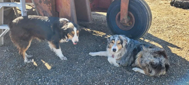 An adult large-sized female Australian Shepherd dog named Nonnie for adoption in Grafton, WI