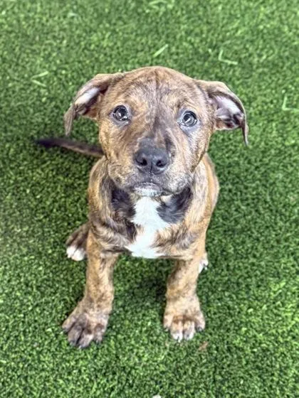 A baby medium-sized female Mixed Breed dog named Kisses for adoption in West Chester, PA