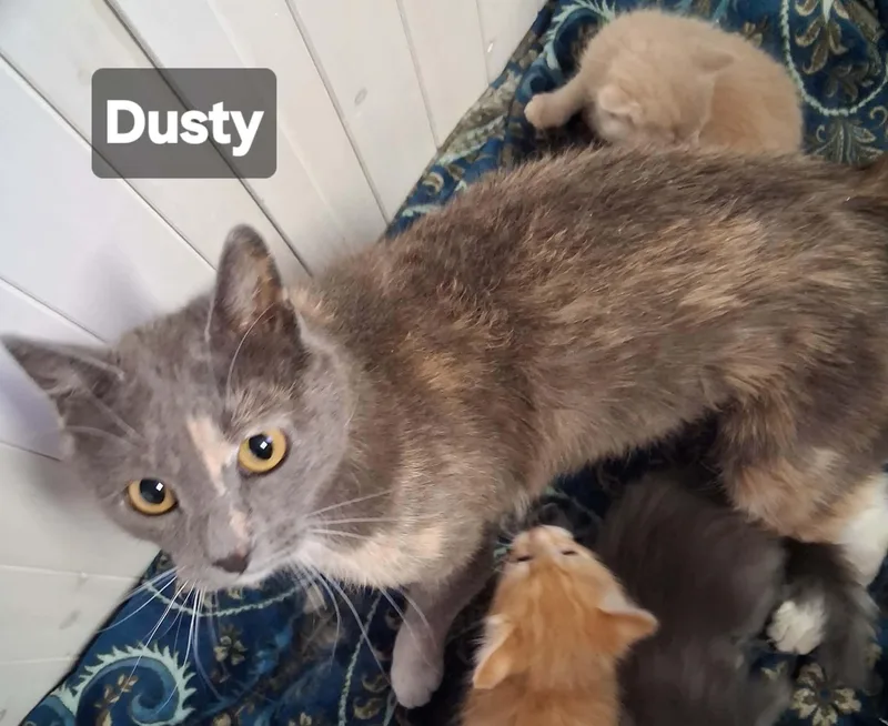 A young large-sized female Dilute Calico cat named Dusty for adoption in Chinle, AZ