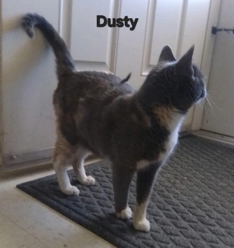 Dusty thumbnail 2
