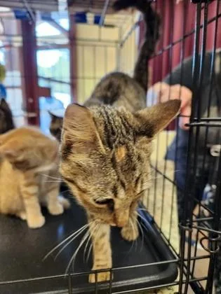 An adult small-sized female Domestic Short Hair cat named Serendipity for adoption in Independence, MO