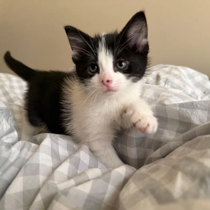 A baby small-sized female Black Domestic Short Hair cat named Nettle C for adoption in Minnetonka, MN