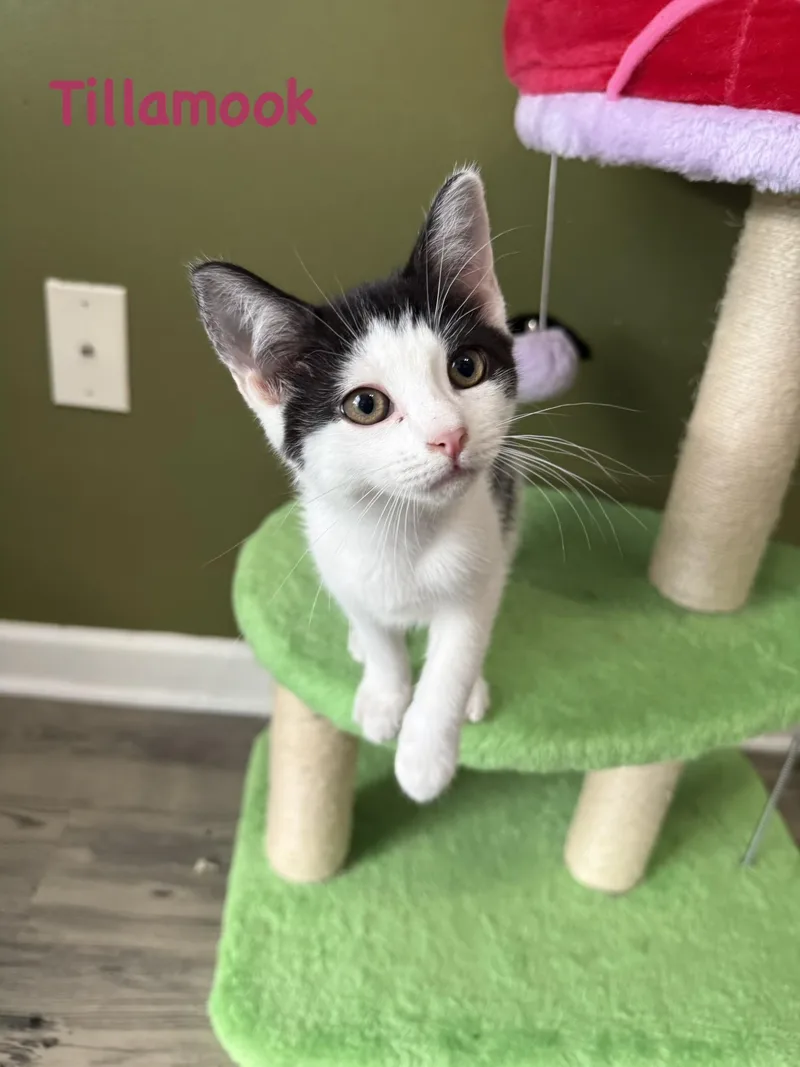 A baby small-sized female Domestic Short Hair cat named Tillamook for adoption in Lacona, NY