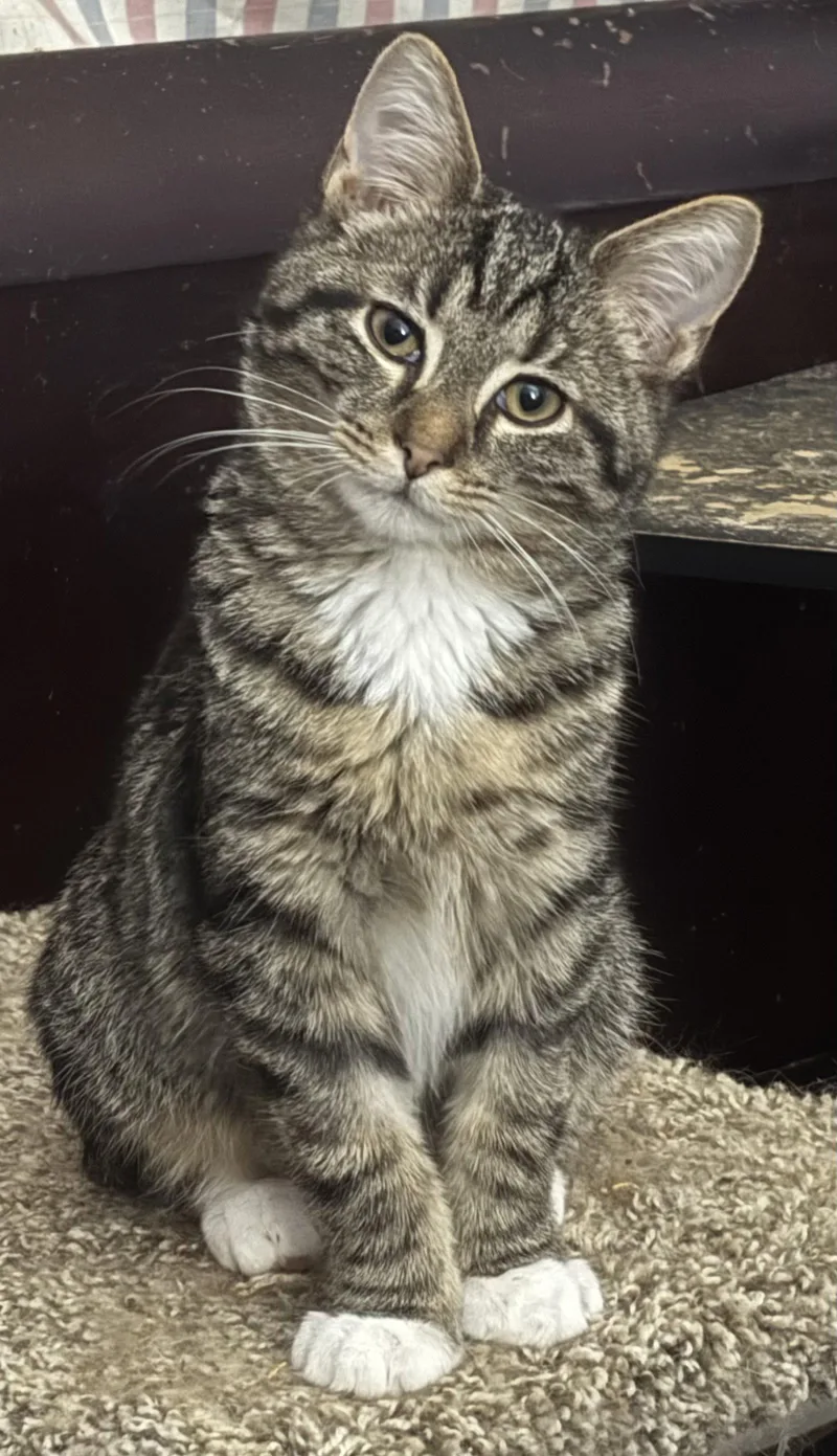 A baby medium-sized male Tabby cat named Levar Must Apply In for adoption in Georgetown, KY