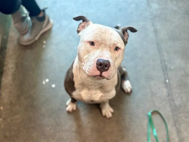An adult large-sized male American Bulldog dog named Carter for adoption in Tavares, FL