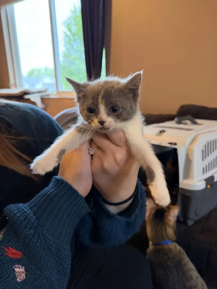 A baby small-sized female Gray & White Domestic Short Hair cat named Eloise Bridgerton for adoption in Poplar Grove, IL