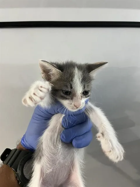 A baby small-sized female Domestic Short Hair cat named Clara for adoption in Miami, FL
