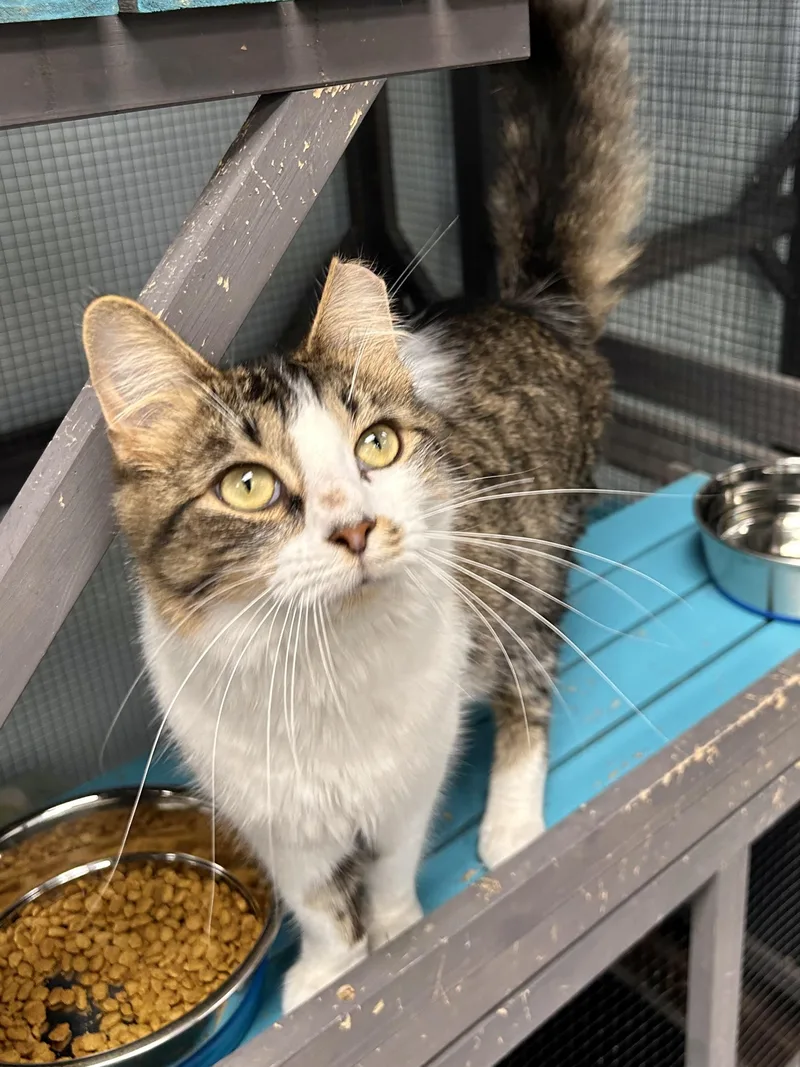 A young medium-sized female Tabby (Brown / Chocolate) Tabby cat named Pippy for adoption in Grand Rapids, MI