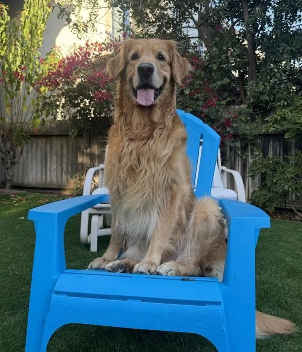 An adult large-sized male Golden Retriever dog named Braxton for adoption in Escondido, CA