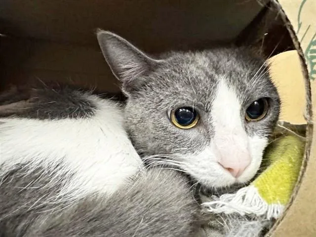 A young small-sized male Domestic Short Hair cat named Patches for adoption in Saint Louis, MO