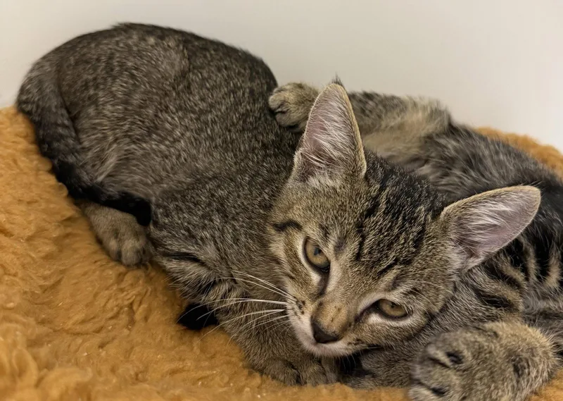 A young medium-sized female Domestic Short Hair cat named Acorn Acres for adoption in Satellite Beach, FL