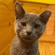 A baby small-sized female Gray / Blue / Silver Domestic Short Hair cat named Chelsea for adoption in Rock Falls, IL