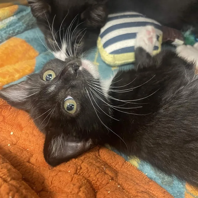 A baby small-sized female Domestic Short Hair cat named Shelly for adoption in Keizer, OR