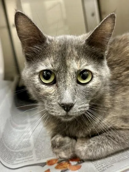 An adult small-sized female Gray / Blue / Silver Domestic Short Hair cat named Laverne for adoption in Wichita, KS