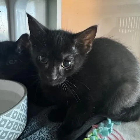 A baby small-sized female Black Domestic Short Hair cat named Pawla for adoption in Hutchinson, MN