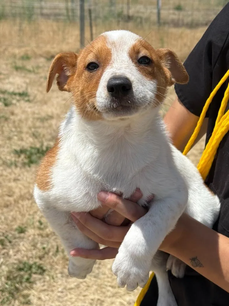 A baby medium-sized male Cattle Dog dog named Indy for adoption in Vacaville, CA