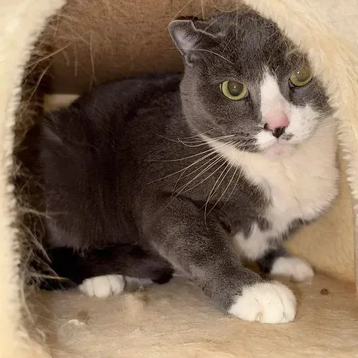 A senior medium-sized female Gray & White Domestic Short Hair cat named Rosie for adoption in Albuquerque, NM