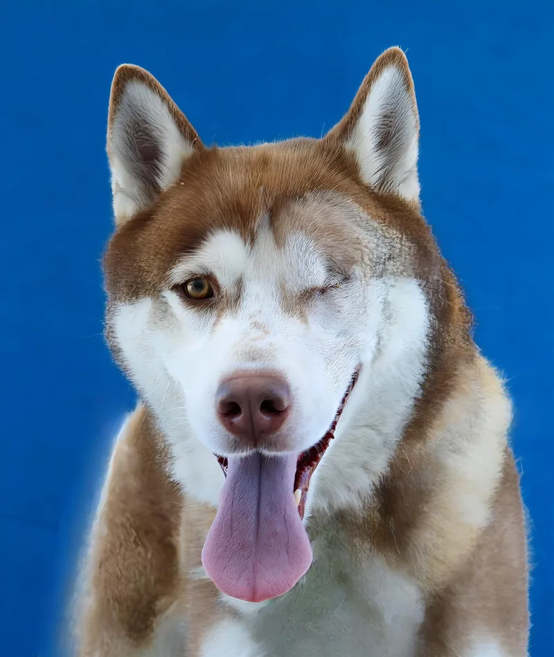 An adult large-sized male Husky dog named Atlas for adoption in Pasadena, CA