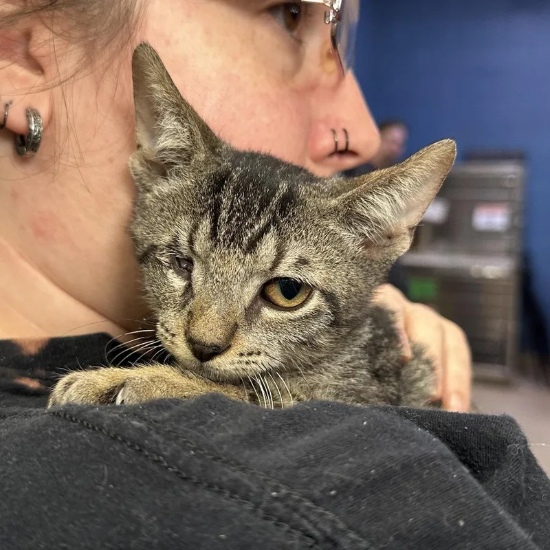 Freddie Mercury thumbnail 2