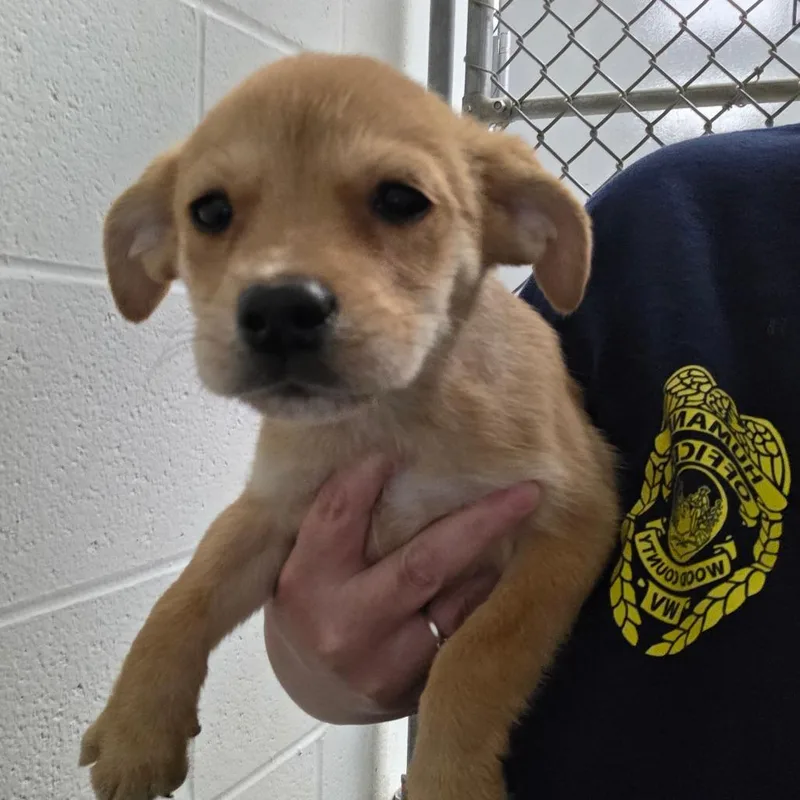 A baby small-sized female Yellow / Tan / Blond / Fawn Mixed Breed dog named Harriett The Spy for adoption in Parkersburg, WV