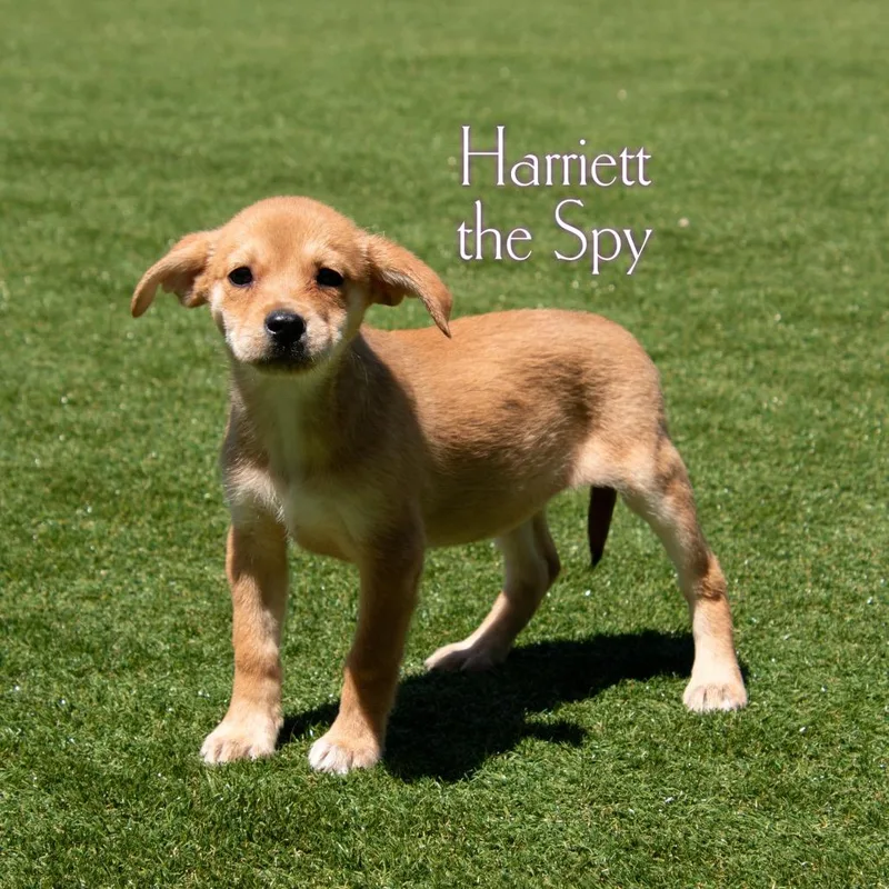 Harriett The Spy thumbnail 2