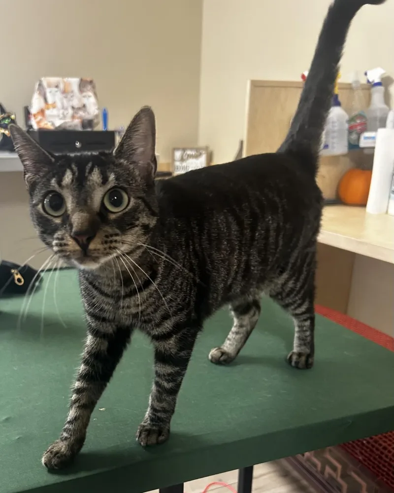 A young medium-sized female Black Domestic Short Hair cat named Martha Solstice for adoption in Chandler, AZ