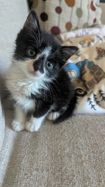 A baby small-sized male Domestic Short Hair cat named Figaro for adoption in Fairhope, AL
