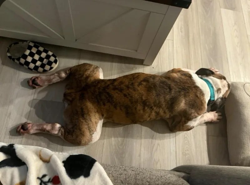 An adult large-sized male English Bulldog dog named Cascade for adoption in merrillville, IN