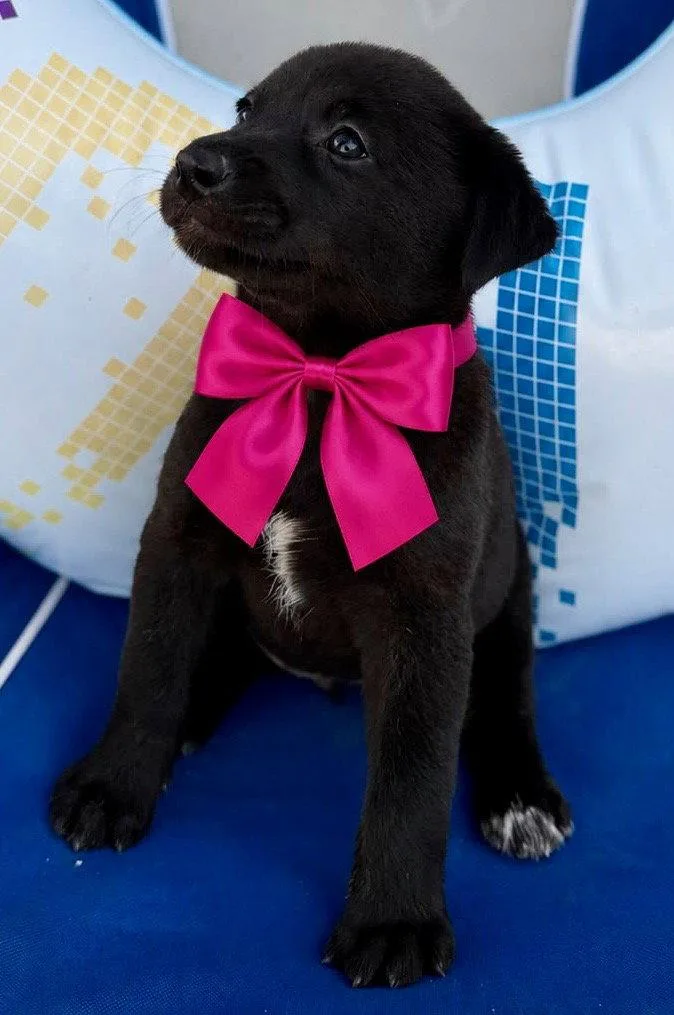 A baby medium-sized female Labrador Retriever dog named Summer for adoption in Lake Hopatcong, NJ