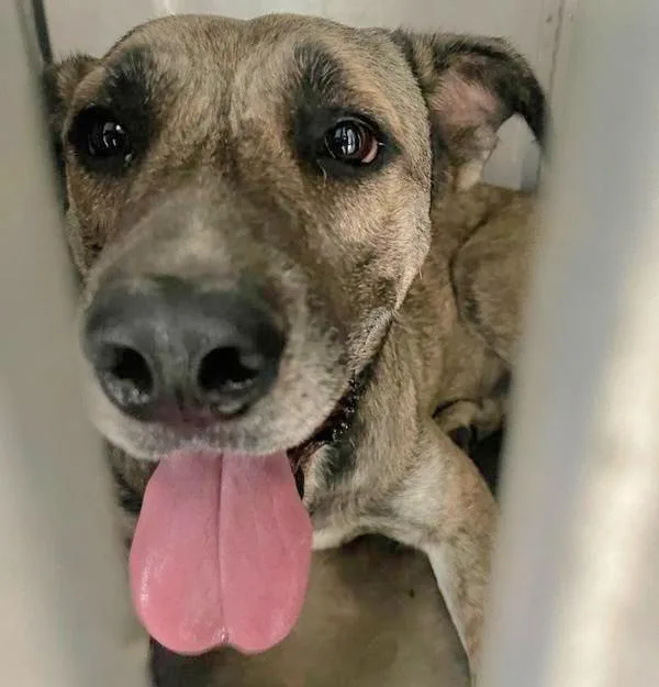 An adult large-sized female Mixed Breed dog named Mae for adoption in Austin, TX