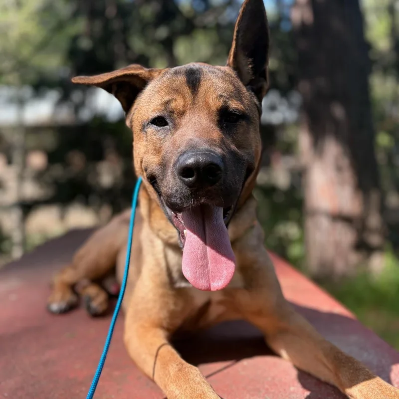 Scooby Doo thumbnail 2