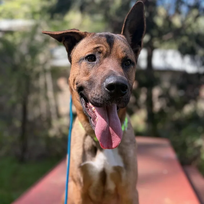 Scooby Doo thumbnail 4