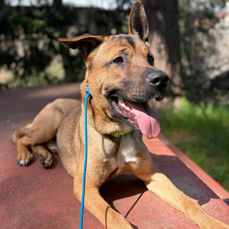 Scooby Doo thumbnail 5