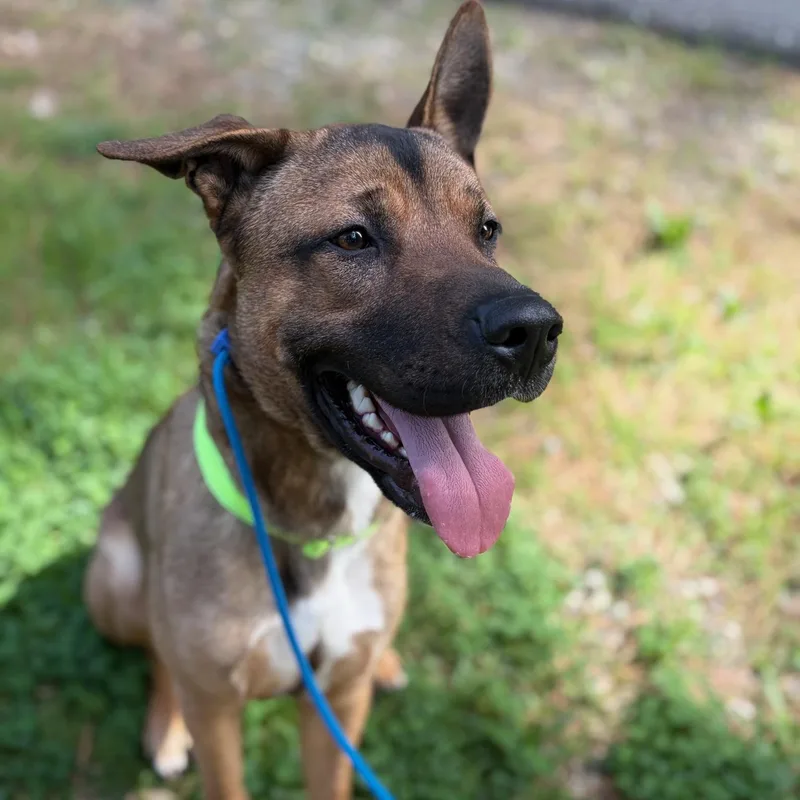 Scooby Doo thumbnail 6