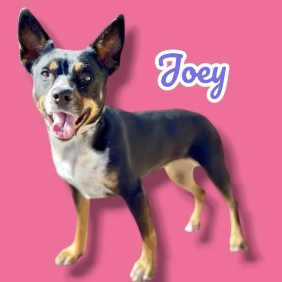 An adult medium-sized female Black Australian Cattle Dog / Blue Heeler dog named Joey for adoption in Scottsdale, AZ